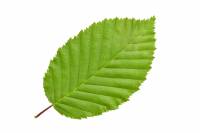 Charme - feuille (Carpinus betulus)
